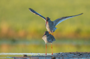 ptasi akt  © dejuna