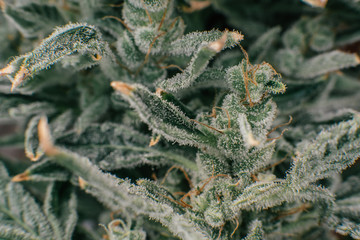 Marijuana bud close up. Indica flower. Pot green flower. Macro trichomes of cannabis.
