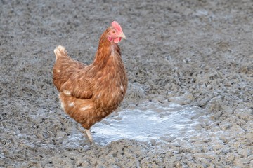 Brown chicken live outdoors at bio poultry farm dirt mud. Rural agriculture scene with free happy...