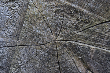 texture di legno