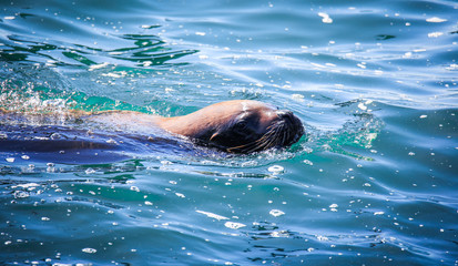Obraz premium Wild Sea Lions under the sun on the Pier near Playa Caleta Portales in Valparaiso, Chile