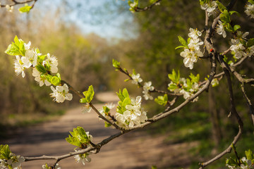 Kwitnące drzewa na wiosnę  © Mariusz Stoszewski