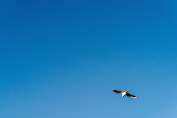a Seagull flies in the blue sky