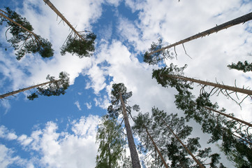 Pines against a backdrop of blue sky and clouds, a view from below