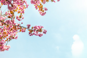 Obraz na płótnie Canvas Beautiful Pink Sakura flowers, cherry blossom during springtime against blue sky