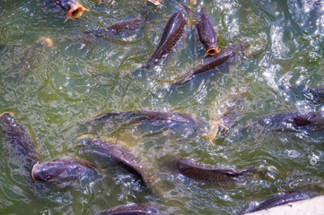 A few large fish open their mouths to the surface in search of food.