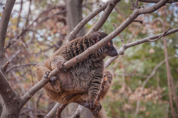 Greater bamboo lemur (Prolemur simus) with reddish fur and black face in which its orange eyes stand out, is resting on a tree