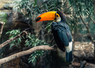 Toucan black and white with a long orange and large beak.