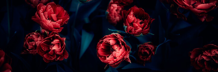Fototapeta premium Zbliżenie kwitnących kwietników niesamowitych tulipanów różowej papugi wiosną. Publiczny ogród kwiatowy, Holandia. Ciemne nastrojowe zdjęcie, rozmiar banera