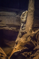 brown iguana trying to climb the trunk of a tree.