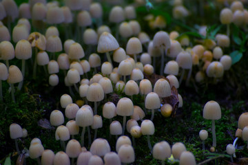 background saver many mushrooms toadstools