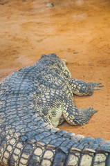 Crocodile seen from behind, its scales stand out.