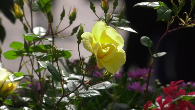 ellow flower in Amalfi