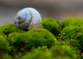 
snail shell lies on green moss