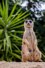 A picture of a meerkat in zoo park Dvůr Králové (Czech Republic) standing on the ground  with green blurred background