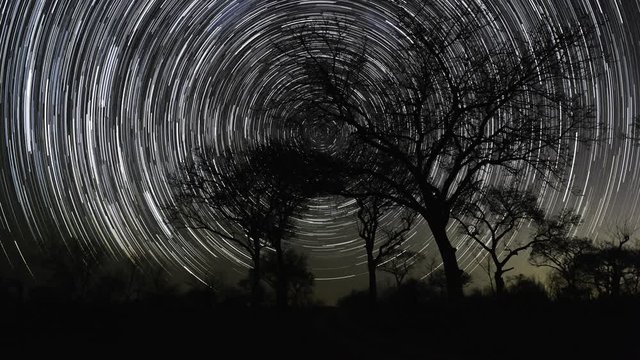 Static timelapse of Marula trees (Sclerocarya birrea) in nature park/reserve South Africa, shadows moving across moonlight landscape, stars (star trails) twisting through night sky.