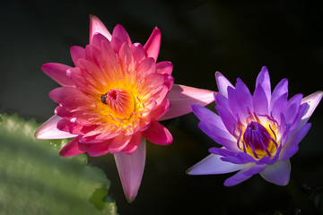 Beautiful pink and purple water lily lotus flower blooming on water surface. Reflection of lotus flower on water pond.