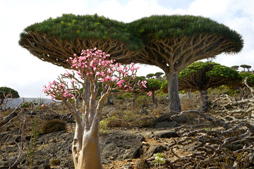 Fototapeta na wymiar Dragon's Blood Trees in Firhin Forest in Socotra island, Yemen.