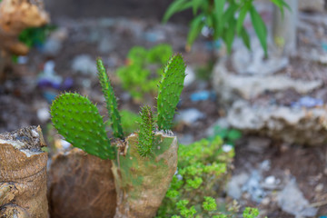 close up of a cactus in the garden
