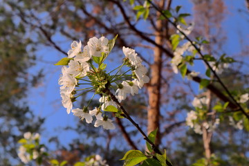A picture of a small blossom tree in the forest in the Czech Republic. Springtime in Czechia. 