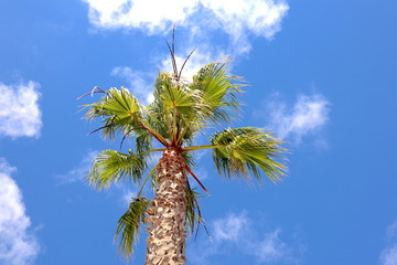 A palm tree with green leaves from below with small clouds on blue sky in Marina de Lagos.