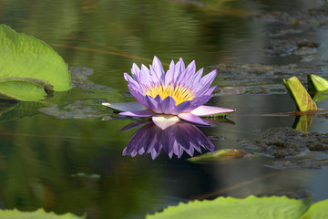 Beautiful blue purple water lily lotus flower blooming on water surface. Reflection of lotus flower on water pond.