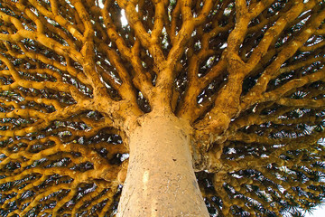 Dragon's Blood Tree in Firhin Forest in Socotra island, Yemen.