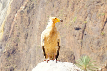 A Egyptian Vultures in Socotra island, Yemen.