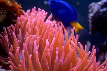 fauna oceaniczna © Roman Trojanowski