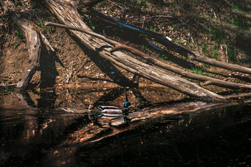 magical lake in the magic forest
