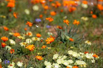 field of wild flowers