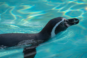 pingwin w wodzie