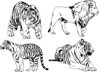 vector drawings sketches different predator , tigers lions cheetahs and leopards are drawn in ink by hand , objects with no background