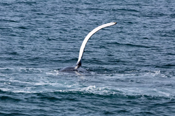 Obraz premium Humpback whale