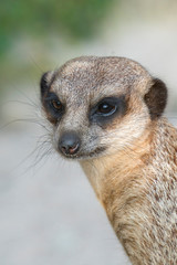 Surykatka © Roman Trojanowski