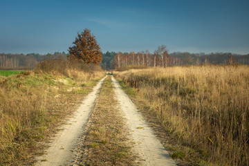 Fototapeta na wymiar Dirt road to the forest, autumn tree and blue sky