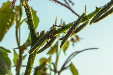 dew drop on ant and tree on morning and colorful sun light