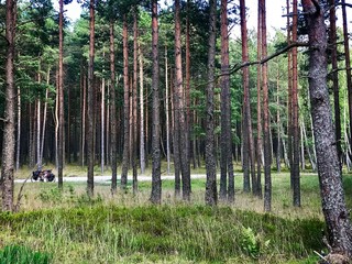 Pine trees and nature in Lithuania with standing bicycle. Activities in curonian spit. 2019