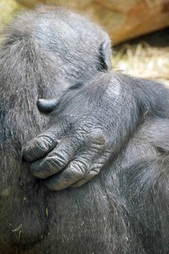 Gorilla hand