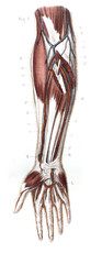 Nerves and muscles of the arm in the old book The Human Body, by K. Bock, 1870, St. Petersburg