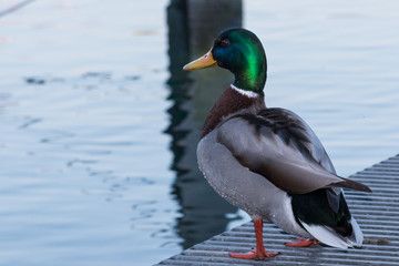 Stockente