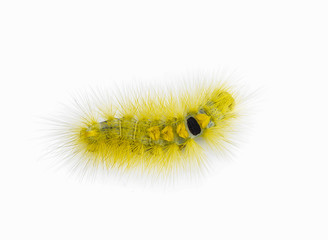 yellow caterpillar isolated on a white background