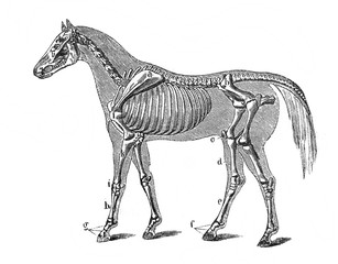 The horse skeleton in the old book The Human Body, by K. Bock, 1870, St. Petersburg © wowinside