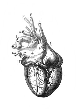 The human heart structure in the old book The Human Body, by K. Bock, 1870, St. Petersburg