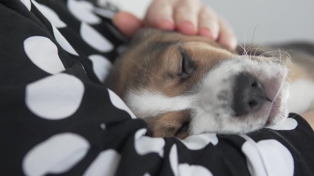 A woman strokes a beagle sleeping puppy in her arms.