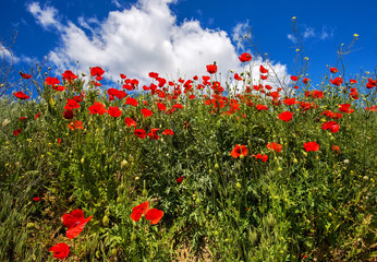 poppy flowers