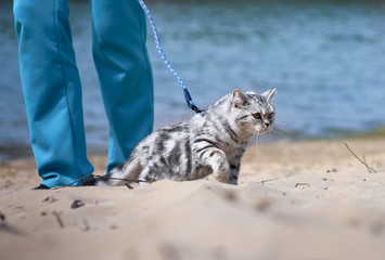 Kitten walking on a leash.