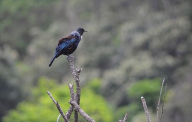 Blue and black colored Tui bird on a branch, Northern island, New Zealand
