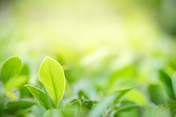 Amazing nature view of green leaf on blurred greenery background in garden and sunlight with copy space using as background natural green plants landscape, ecology, fresh wallpaper concept.