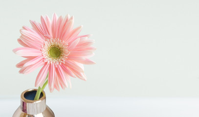Pink gerbera on white background